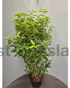 Prunus l. 'Angustifolia' 100-125 cm C7.5
