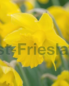Narcissus Golden Harvest 12/14 per 100