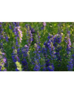 Hyssopus officinalis C2