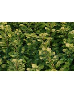 Spiraea bet. 'Tor Gold' C3