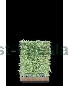 Carpinus betulus b120 cm x h155 cm haagelement
