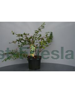 Abelia grandiflora C2