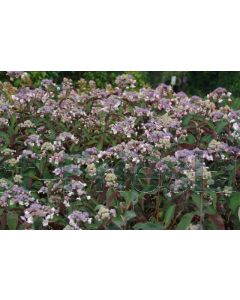 Hydrangea asp. 'Hot Chocolat' C3