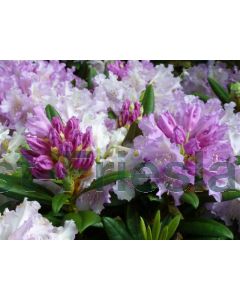 Rhododendron (Y) 'Carol. Allbrook' 30-40 cm C5