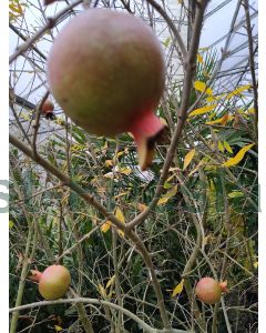 Punica granatum 150-175cm C50 Meerstam