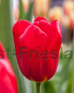 Tulipa Seadov 11/12 per 100