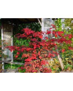 Acer jap. 'Aconitifolium' 50-60 cm C7.5