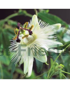 Passiflora caerulea 'Const.Elliott' 75 cm C2