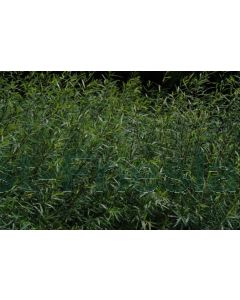 Salix purpurea 60-80 cm kw