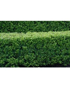 Ilex cren.'Dark Green' C3 Ø 20 cm bolvorm