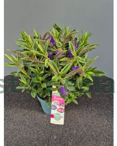 Hebe 'Donna Anna' C2