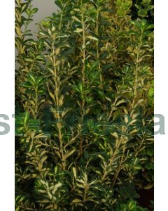 Euonymus j. 'Aureus' 50-60 cm C5