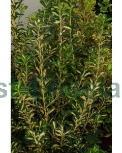 Euonymus j. 'Aureus' 60-80 cm C20