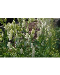 Aconitum nap. 'Album' P9 / 24 per kist