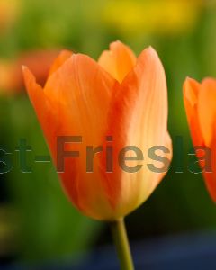 Tulipa Orange Emperor 11/12 per 100