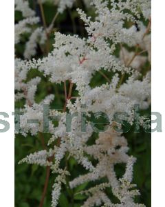 Astilbe (J) 'Deutschland' C1.5