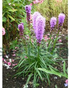 Liatris spic. 'Kobold' P9 / 24 per kist