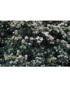Viburnum tinus 30-40 cm C3