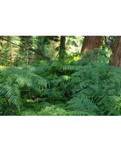 Pteridium aquilinum P9 / 24 per kist