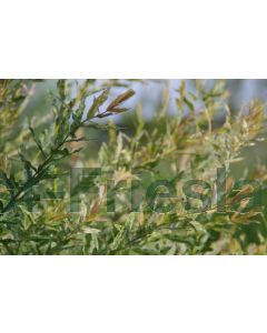 Salix int. 'Hakuro-nishiki' C7.5 120 cm stam