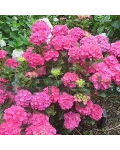 Hydrangea m.'Sibilla' C2