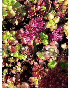 Sedum spurium 'Schorbuser Blut' P9 / 24 per kist