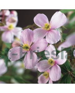 Clematis mont. 'Rubens' 175-200 cm C20
