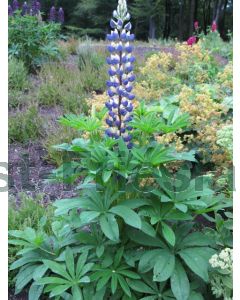 Lupinus 'The Governor' P9 / 24 per kist