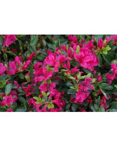 Rhododendron (AJ) 'Geisha Red' 20-25 cm C2