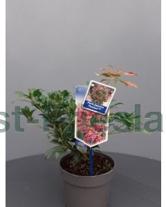 Pieris jap. 'Pink Passion' C2