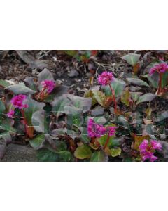 Bergenia 'Abendglut' C2