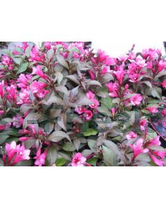 Weigela florida 'Minor Black' C2