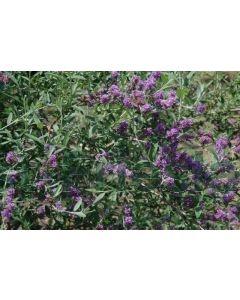 Buddleja alt. 'Unique' 175-200 cm C20