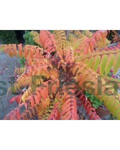 Rhus typhina 175-200 cm C90 Meerstam