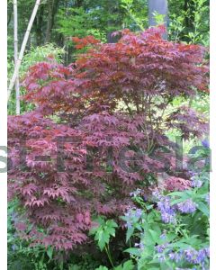 Acer pal. 'Atropurpureum' C3