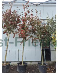 Crataegus grignonensis 16/18 C130