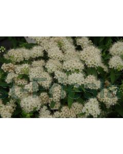Spiraea jap. 'Albiflora' 30-40 kw 2-3 tak