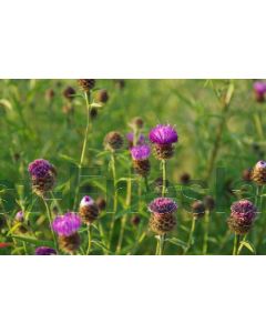 Centaurea jacea P9 / 24 per kist