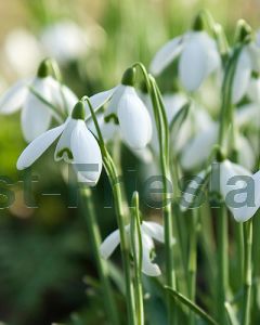 Galanthus elwesii 6/7 per 100