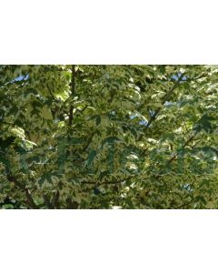 Acer plat. 'Drummondii' 8/10 kw