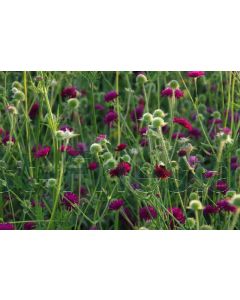 Knautia macedonica C2