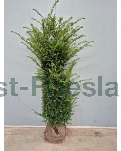 Taxus baccata 125-150 cm kluit
