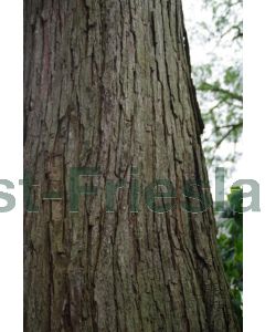 Toona sinensis 175-200 cm C5