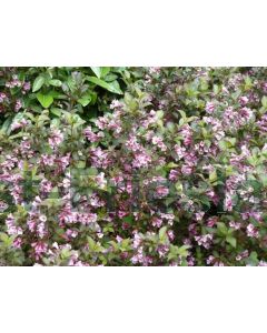 Weigela florida 'Nana Purpurea' 30-40 kw 2-3 tak
