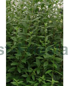 Ligustrum vulg. 'Atrovirens' 80-100 cm kw 3-5 tak