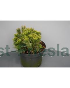 Pinus mugo 'Mughus' 30-40 cm C5