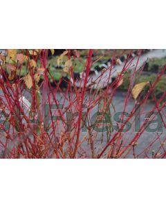 Cornus s. 'Midwinter Fire' 175-200 cm C20