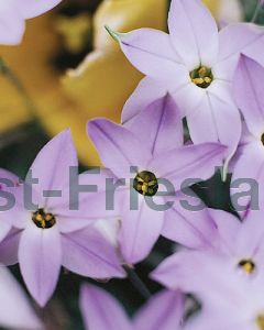 Ipheion uniflorum Wisley Blue 4/+ per 100