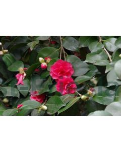 Camellia j. 'Lady Campbell' 80-100 cm C20