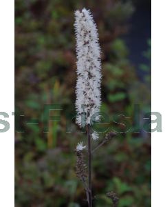 Actea racemosa P9 / 24 per kist